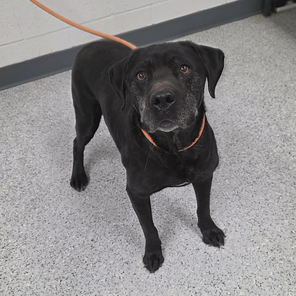 Shelter Stray Male Dog last seen , 5801 Graye Ln, Caldwell, ID 83607, USA
