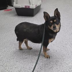 Shelter Stray Female Dog last seen , 5801 Graye Ln, Caldwell, ID 83607, USA