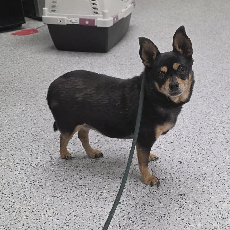 Shelter Stray Female Dog last seen , 5801 Graye Ln, Caldwell, ID 83607, USA