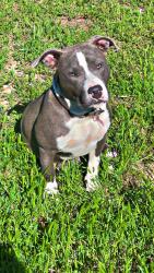 Reunited Female Dog last seen Near deer track dr weatherford,Tx, Weatherford, TX 76085