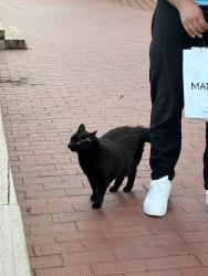 Found/Stray Unknown Cat last seen Near Mill Street, Toronto, ON M5A 1G9