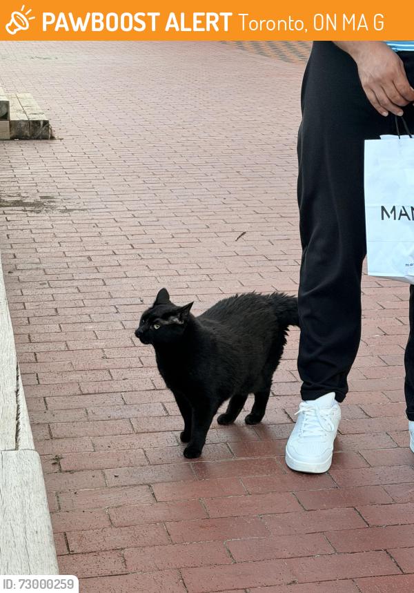 Found/Stray Unknown Cat last seen Near Mill Street, Toronto, ON M5A 1G9