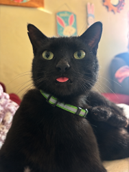 Reunited Female Cat last seen Ash street and Oakland Ave, Roseville, CA 95678