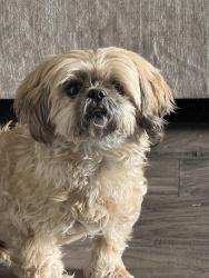 Reunited Female Dog last seen Martingale Trail and Stonebriar, Oak Point, TX 75068