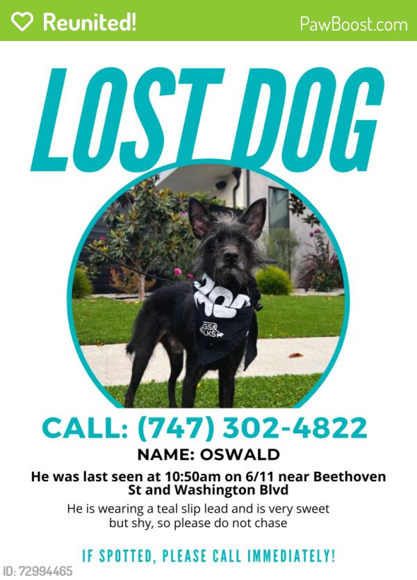 Reunited Male Dog last seen Beethoved St & Washington Blvd, Culver City, CA 90066