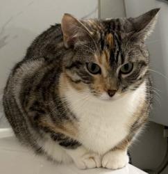 Reunited Female Cat last seen near Mill Creek Ravine, in the 82 Ave & 95 Street area of Edmonton, Edmonton, AB T6E 1Y5
