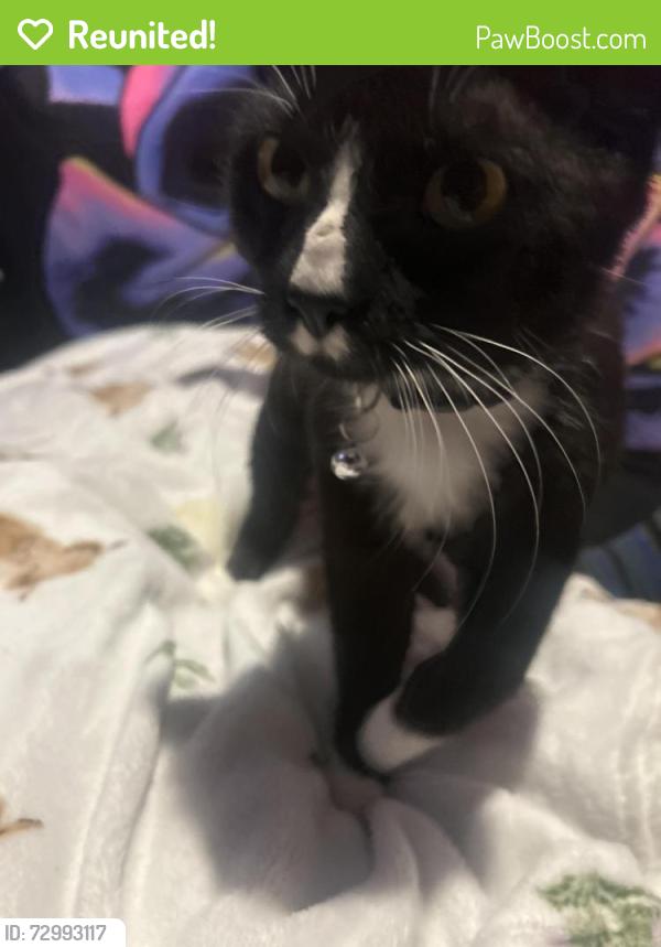 Reunited Male Cat last seen Leawood road, Trent Vale, England ST4