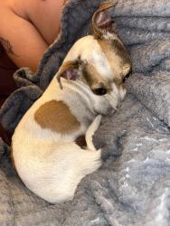 Reunited Female Dog last seen The gas station across from the church, Crab Creek Rd, NC 28739