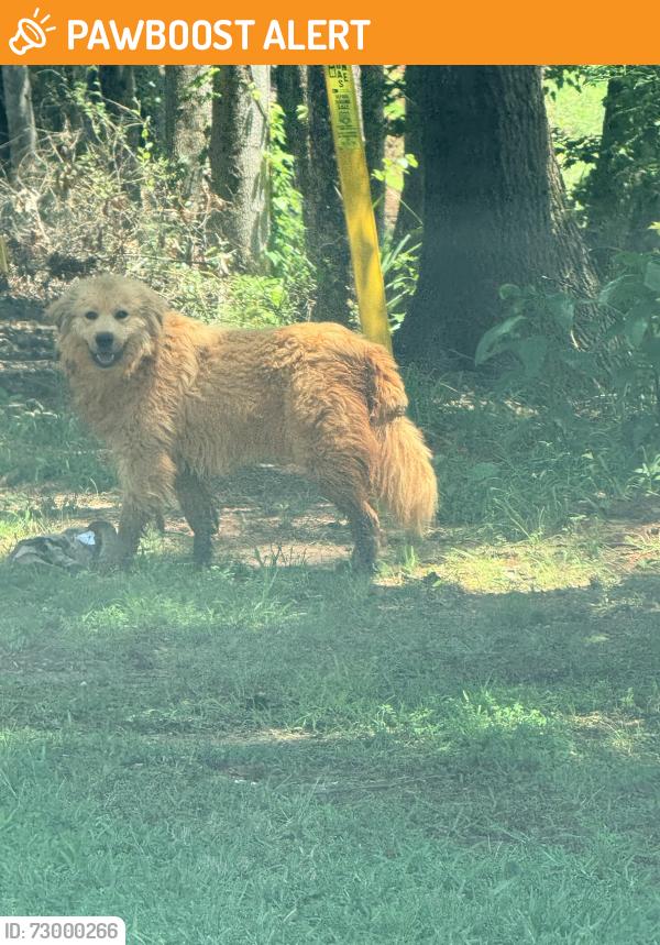Found/Stray Unknown Dog last seen Ridgewood dr, Spartanburg County, SC 29349