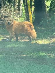 Found/Stray Unknown Dog last seen Ridgewood dr, Spartanburg County, SC 29349