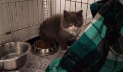 Found/Stray Male Cat last seen Glen Hannah Dr and Delfield Ct, Scaggsville, MD 20723