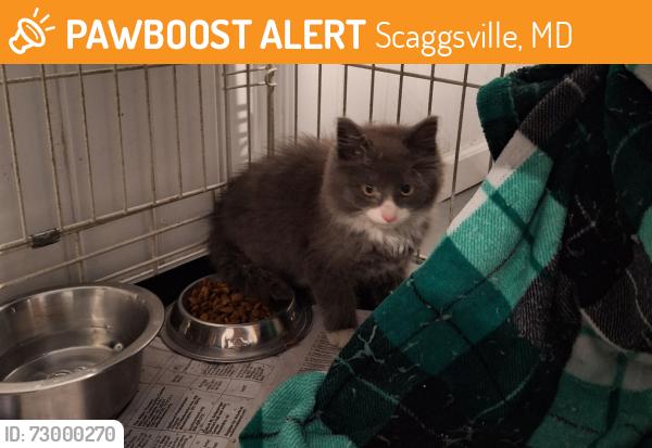 Found/Stray Male Cat last seen Glen Hannah Dr and Delfield Ct, Scaggsville, MD 20723