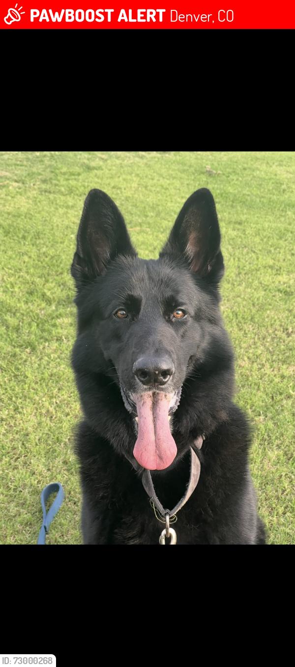 Lost Male Dog last seen Near s leyden st Denver co 80224, Denver, CO 80224