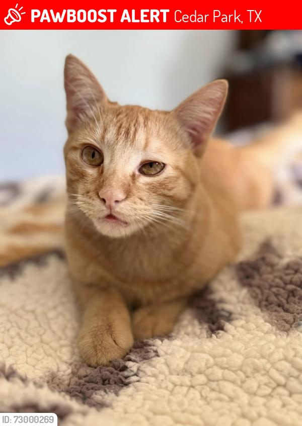 Lost Male Cat last seen East Park street, South Blue Ridge, Cedar Park, TX 78613