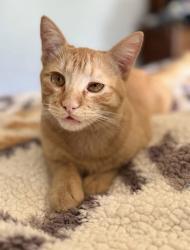 Lost Male Cat last seen East Park street, South Blue Ridge, Cedar Park, TX 78613