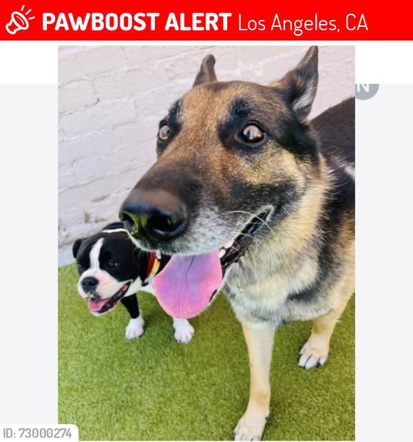 Lost Male Dog last seen Miriam and N ave 51, Los Angeles, CA 90042
