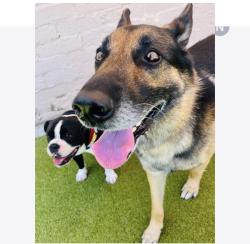 Lost Male Dog last seen Miriam and N ave 51, Los Angeles, CA 90042