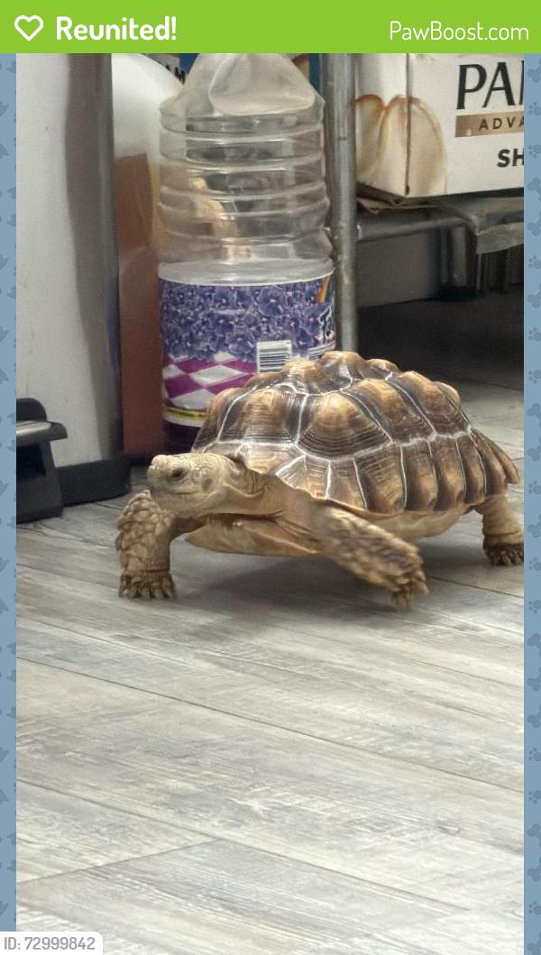 Reunited Unknown Reptile last seen Chaparral St and Turner Ave, Ontario, CA 91761