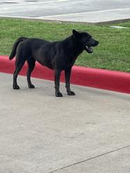 Lost Unknown Dog last seen Sooner rd, 29th st, Del City, OK 73115