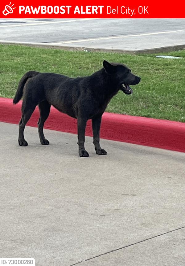 Lost Unknown Dog last seen Sooner rd, 29th st, Del City, OK 73115
