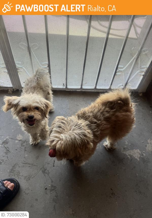 Found/Stray Female Dog last seen baseline road, Rialto, CA 92376