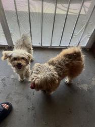 Found/Stray Female Dog last seen baseline road, Rialto, CA 92376