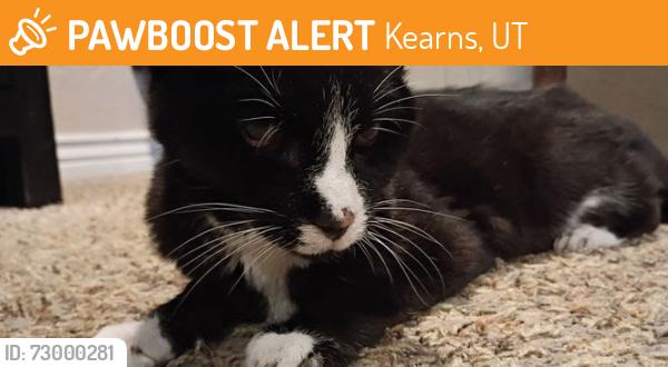 Found/Stray Unknown Cat last seen Near 4420 w 5055 s, Kearns, UT 84118