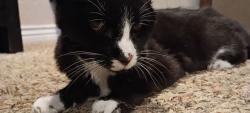 Found/Stray Unknown Cat last seen Near 4420 w 5055 s, Kearns, UT 84118
