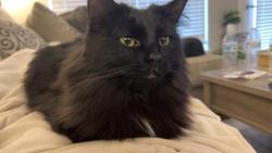 Lost Female Cat last seen Near Fawn Brook Dr, Marysville, OH 43040, Marysville, OH 43040