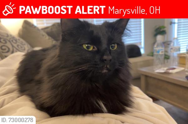 Lost Female Cat last seen Near Fawn Brook Dr, Marysville, OH 43040, Marysville, OH 43040