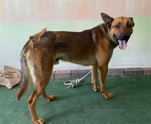 Shelter Stray Male Dog last seen , 4275 Elton St, Baldwin Park, CA 91706, USA