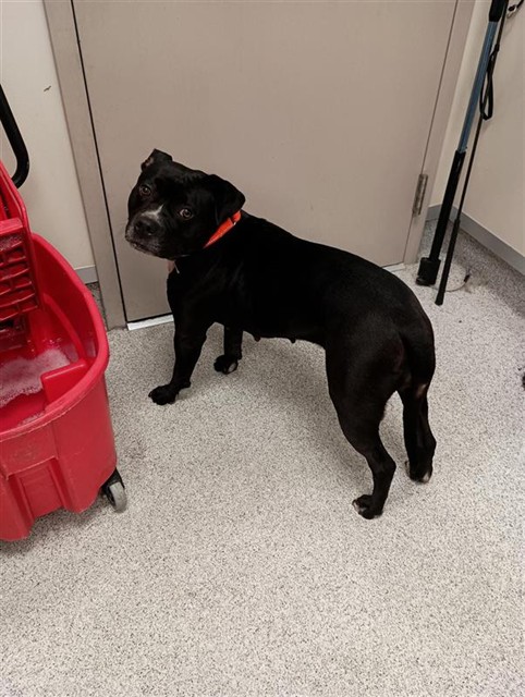 Shelter Stray Female Dog last seen LA NUEZ DR / GROVE ST, 9150 Union Park Way, Elk Grove, CA 95624, USA