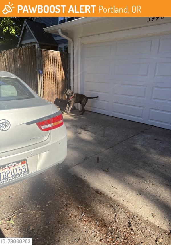 Found/Stray Unknown Dog last seen Custer and sw 35th, Portland, OR 97219