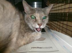 Shelter Stray Female Cat last seen , 14409 Vanowen St, Van Nuys, CA 91405, USA