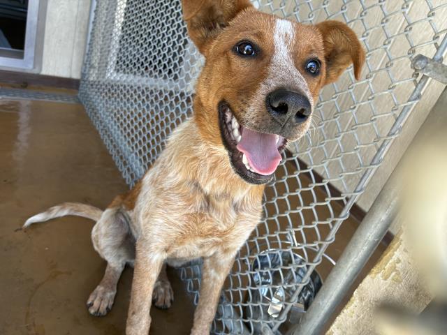 Shelter Stray Male Dog last seen Near BLOCK MT BALDY ST, 227 N D St, Perris, CA 92570, USA