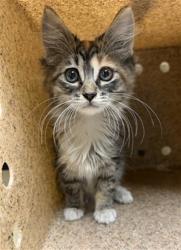 Shelter Stray Female Cat last seen Near BLOCK VAN BUREN, 6851 Van Buren Boulevard, Jurupa Valley, CA 92509, USA