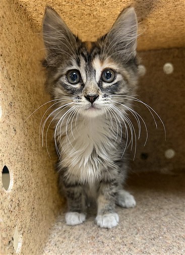 Shelter Stray Female Cat last seen Near BLOCK VAN BUREN, 6851 Van Buren Boulevard, Jurupa Valley, CA 92509, USA