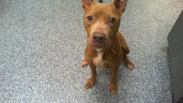 Shelter Stray Female Dog last seen CHARLOTTE, 8315 Byrum Dr, Charlotte, NC 28217, USA