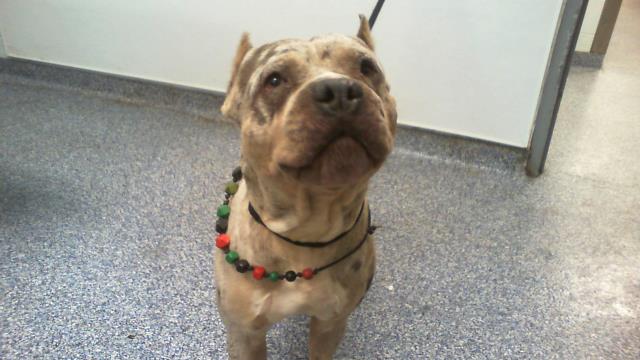 Shelter Stray Male Dog last seen CHARLOTTE, 8315 Byrum Dr, Charlotte, NC 28217, USA