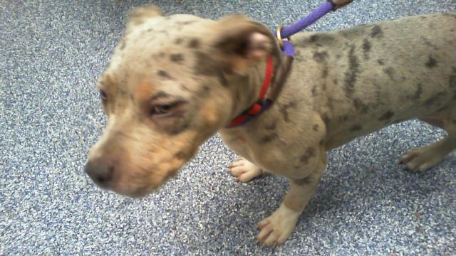 Shelter Stray Female Dog last seen CHARLOTTE, 8315 Byrum Dr, Charlotte, NC 28217, USA