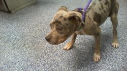 Shelter Stray Unknown Dog last seen CHARLOTTE, 8315 Byrum Dr, Charlotte, NC 28217, USA