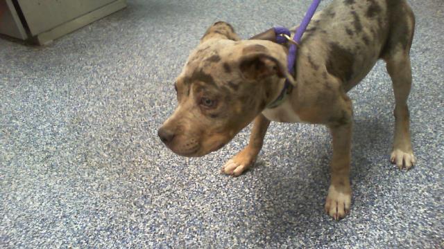 Shelter Stray Unknown Dog last seen CHARLOTTE, 8315 Byrum Dr, Charlotte, NC 28217, USA