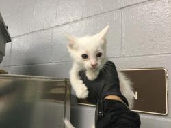 Shelter Stray Male Cat last seen Near BLOCK CORTE GILLAN, COACHELLA CA 92236, Thousand Palms, CA, USA