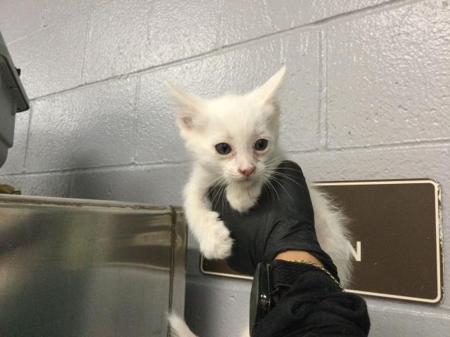 Shelter Stray Male Cat last seen Near BLOCK CORTE GILLAN, COACHELLA CA 92236, Thousand Palms, CA, USA