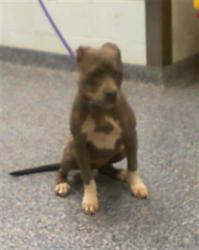 Shelter Stray Unknown Dog last seen CHARLOTTE, 8315 Byrum Dr, Charlotte, NC 28217, USA