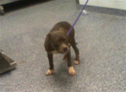 Shelter Stray Male Dog last seen CHARLOTTE, 8315 Byrum Dr, Charlotte, NC 28217, USA