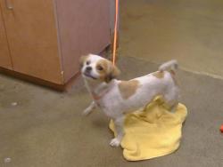 Shelter Stray Male Dog last seen WATT AVE/AUBURN BLVD, 95821, 3839 Bradshaw Rd, Sacramento, CA 95827, USA