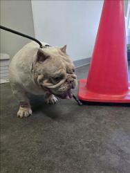 Shelter Stray Female Dog last seen , 1850 W 60th St, Los Angeles, CA 90047, USA