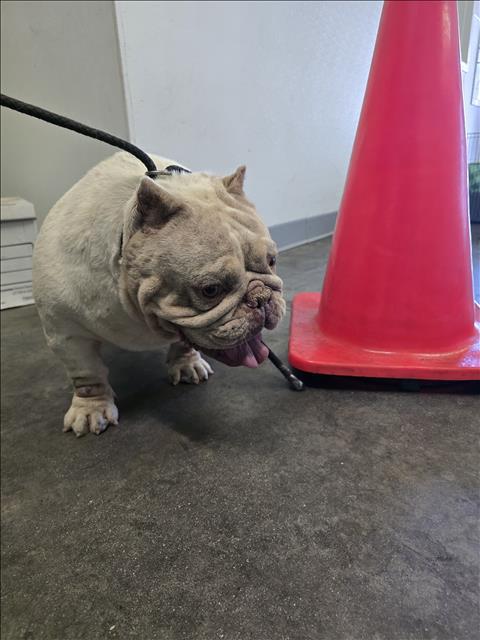 Shelter Stray Female Dog last seen , 1850 W 60th St, Los Angeles, CA 90047, USA
