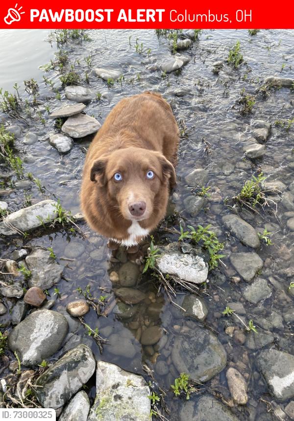 Lost Female Dog last seen Indianola and ronokins, Columbus, OH 43202